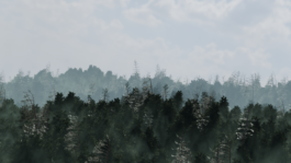 concrete and feathers | soft archives