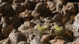 concrete and feathers | soft archives